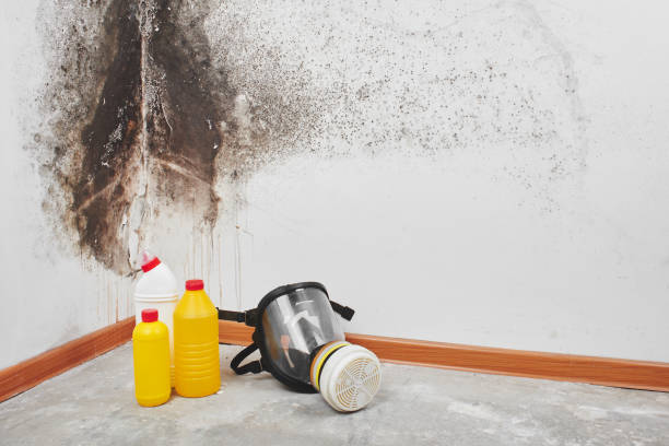 Best Certified Mold Removal  in Hinton, WV