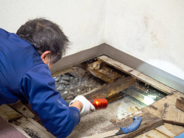 Attic Mold Removal in Hinton, WV
