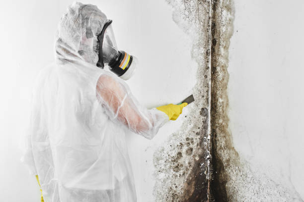 Mold Removal and Inspection in Hinton, WV