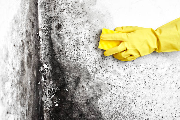 Best Best Mold Removal Companies  in Hinton, WV