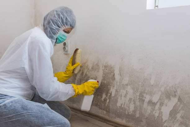 Best Home Mold Removal  in Hinton, WV