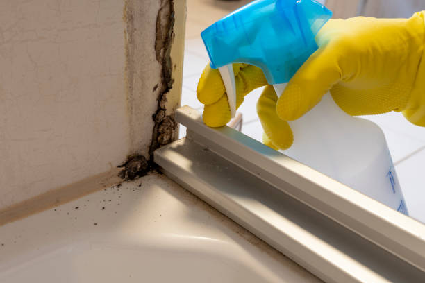 Best Residential Mold Removal  in Hinton, WV