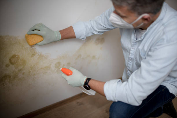 Best Affordable Mold Removal  in Hinton, WV