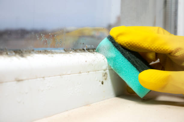 Best Mold Removal Company Near Me  in Hinton, WV