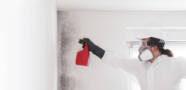 Best Professional Mold Removal  in Hinton, WV