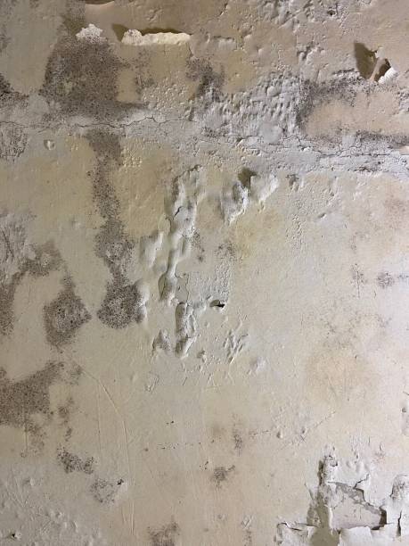 Best Same-Day Mold Removal  in Hinton, WV
