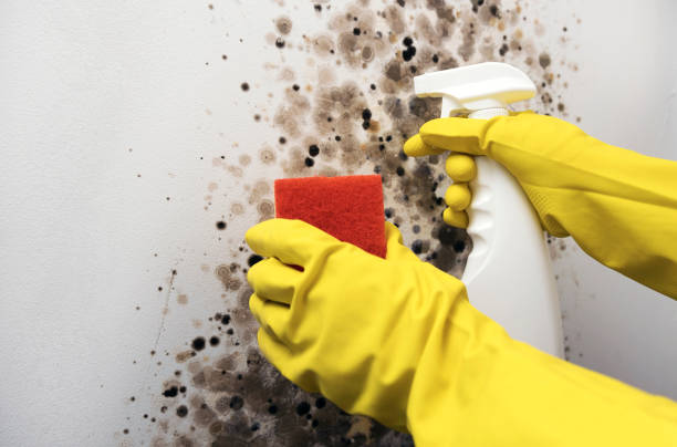 Best Crawl Space Mold Removal  in Hinton, WV