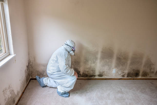 Best Mold Removal and Inspection  in Hinton, WV