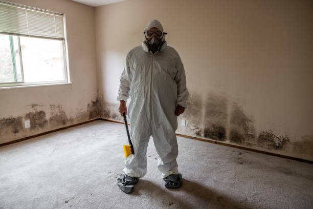 Trusted Hinton, WV Mold Removal Experts