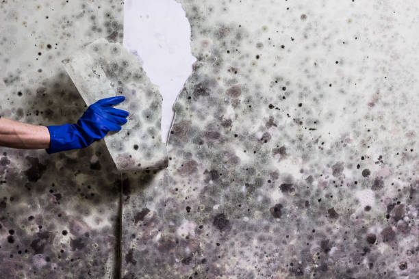 Best Affordable Mold Removal  in Hinton, WV