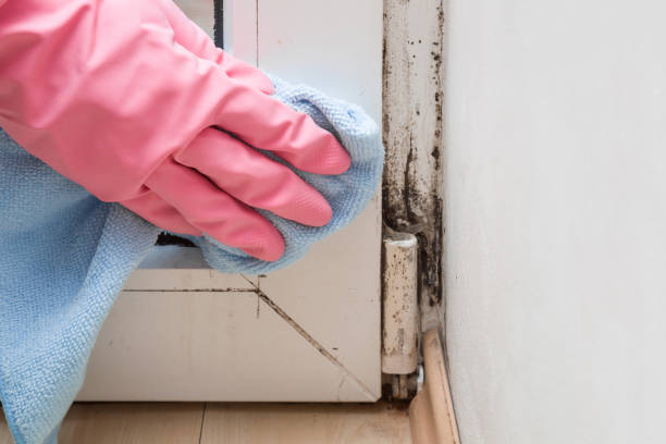 Best Mold Removal Near Me  in Hinton, WV