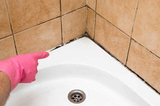 Best Residential Mold Removal  in Hinton, WV